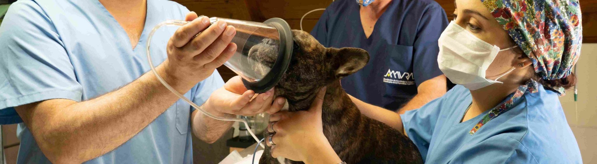 does hipaa apply to animals